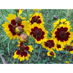 Plains Coreopsis