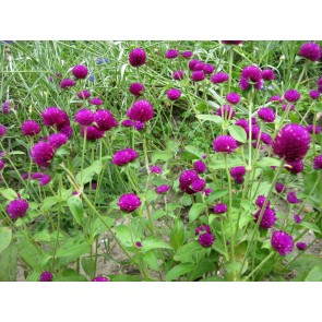 Globe Amaranth 'Gnome Purple'