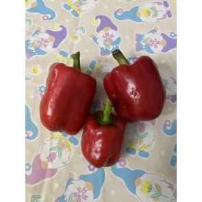 Sweet Pepper 'Pick Me Quick' Seeds (Certified Organic)