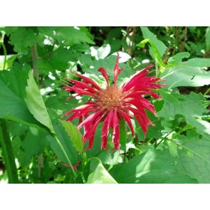 Bee Balm, Red Seeds (Certified Organic)