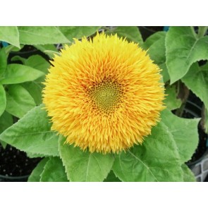 Sunflower 'Teddy Bear'