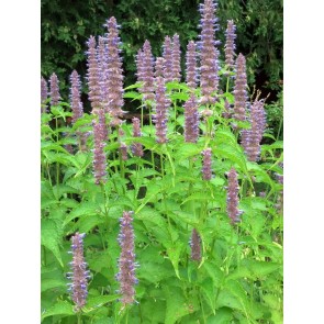 Lavender Hyssop 'Blue Licorice'