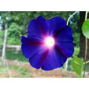 Morning Glory 'Grandpa Ott's' Seeds (Certified Organic)