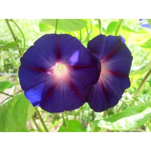 Morning Glory 'Grandpa Ott's' Seeds (Certified Organic)