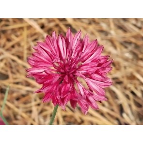 Bachelor's Button 'Rose Pink' Seeds (Certified Organic)
