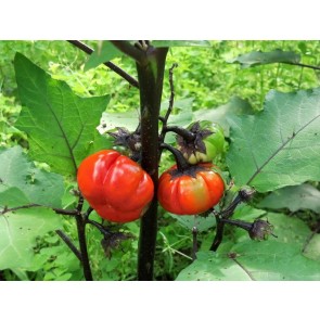 Ornamental Eggplant 'Pumpkin on a Stick' Seeds (Certified Organic)