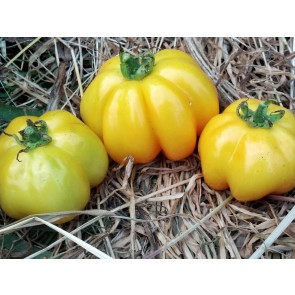 Tomato 'Yellow Stuffer' 