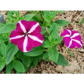 Petunia, Purple and White Striped Seeds (Certified Organic)