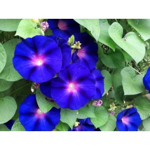 Morning Glory ‘Purple Mix’ Seeds (Certified Organic)