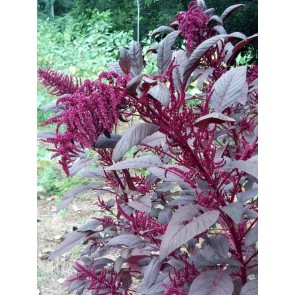 Amaranth 'Hopi Red Dye' 