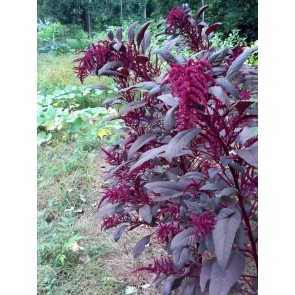 Amaranth 'Hopi Red Dye' Seeds (Certified Organic)