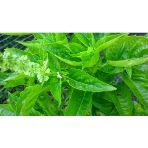 Basil 'Lettuce Leaf' Seeds (Certified Organic)