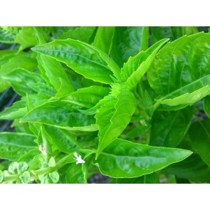 Basil 'Lettuce Leaf' Seeds (Certified Organic)