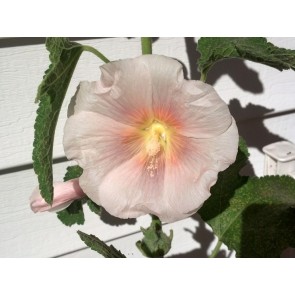 Hollyhock ‘Single Mix’ Seeds (Certified Organic)