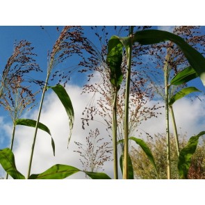 Multi-Color Broom Corn Seeds (Certified Organic)