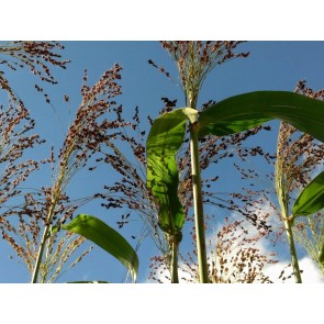 Multi-Color Broom Corn