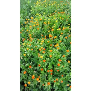 Calendula 'Orange and Yellow Mix' Seeds (Certified Organic)