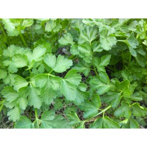 Parsley 'Dark Green Italian Plain'