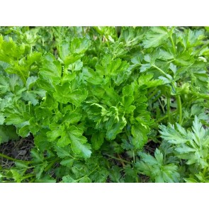 Parsley 'Dark Green Italian Plain' Seeds (Certified Organic)