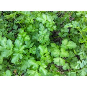 Dried Parsley Harvested on our Farm, Certified Organic