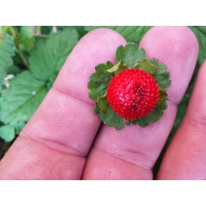 Indian Strawberry AKA Mock Strawberry Seeds (Certified Organic)