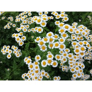 Feverfew Seeds (Certified Organic)