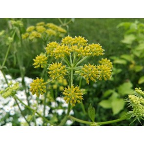 Lovage Seeds (Certified Organic)