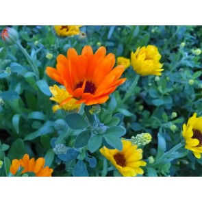 Calendula 'Orange and Yellow Mix' 