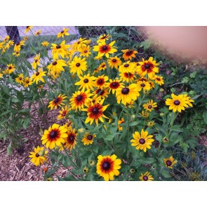 Black-Eyed Susan 'Autumn Colors' and 'Indian Summer' Mix 