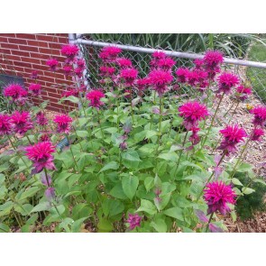 Bee Balm 'Raspberry Wine' Seeds (Certified Organic)