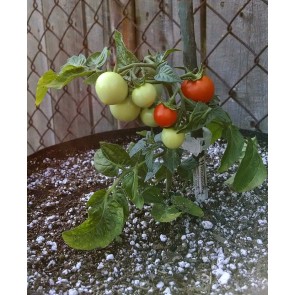 Tomato 'Micro Tom' Seeds (Certified Organic)