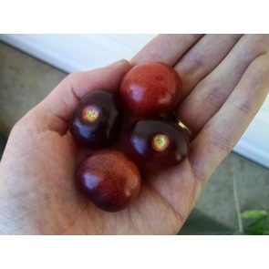 Tomato 'Indigo Blue Berries' Seeds (Certified Organic)