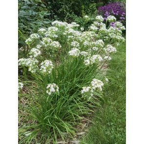 Garlic Chives