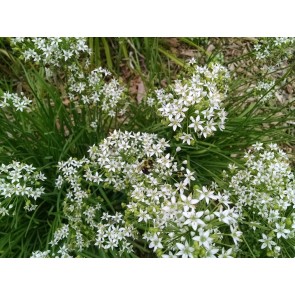 Garlic Chives Seeds (Certified Organic) 