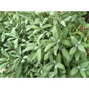 Sage, Common 