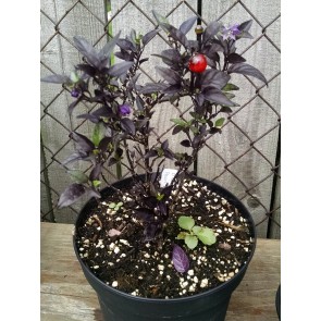 Hot Ornamental Pepper ‘Black Pearl' Seeds (Certified Organic)