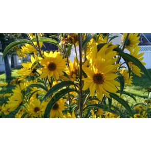 Prairie Sunflower AKA Maximillian Sunflower