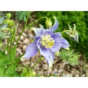 Columbine Mix Seeds (Certified Organic)