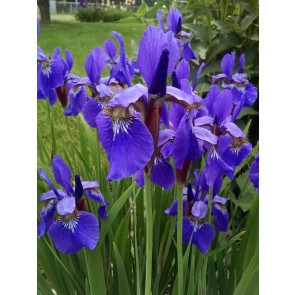 Purple Siberian Iris Seeds (Certified Organic)