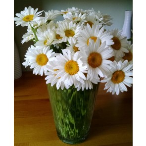 Shasta Daisy 'Alaska' Seeds (Certified Organic)