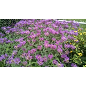 Bee Balm 'Marshall's Delight' Seeds (Certified Organic)