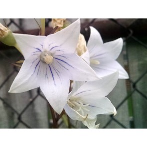 Balloon Flower 'Fairy Snow'