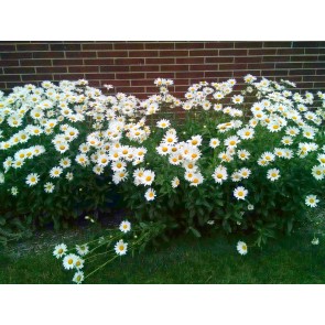 Shasta Daisy