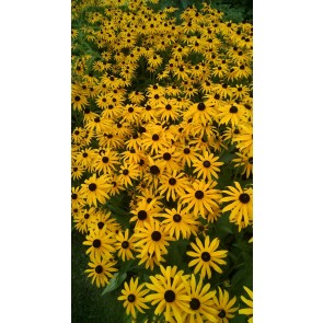 Black-Eyed Susan Seeds (Certified Organic)