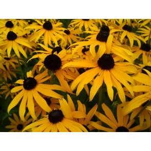 Black-Eyed Susan