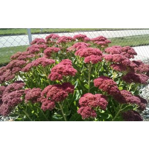 Showy Stonecrop, Pink Shades Mix Seeds (Certified Organic)