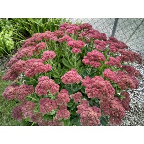 Showy Stonecrop, Pink Shades Mix Seeds (Certified Organic)
