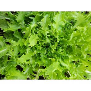 Endive 'Green Curled Ruffec' Seeds