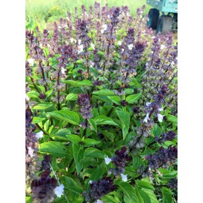 Basil 'Christmas'
