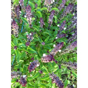 Basil 'Christmas' Seeds (Certified Organic)